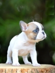 French Bulldog Puppies READY